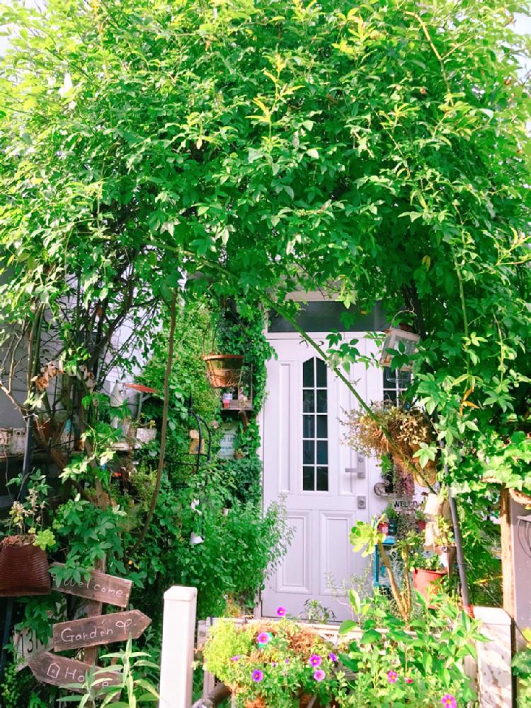 Gardenの投稿画像 By Mintさん 植物のある暮らしとモッコウバラのアーチとグリーンのある暮らしとgardeningと玄関前 Gardenと植物とグリーングリーン とガーデニング 18月7月30日 Greensnap グリーンスナップ
