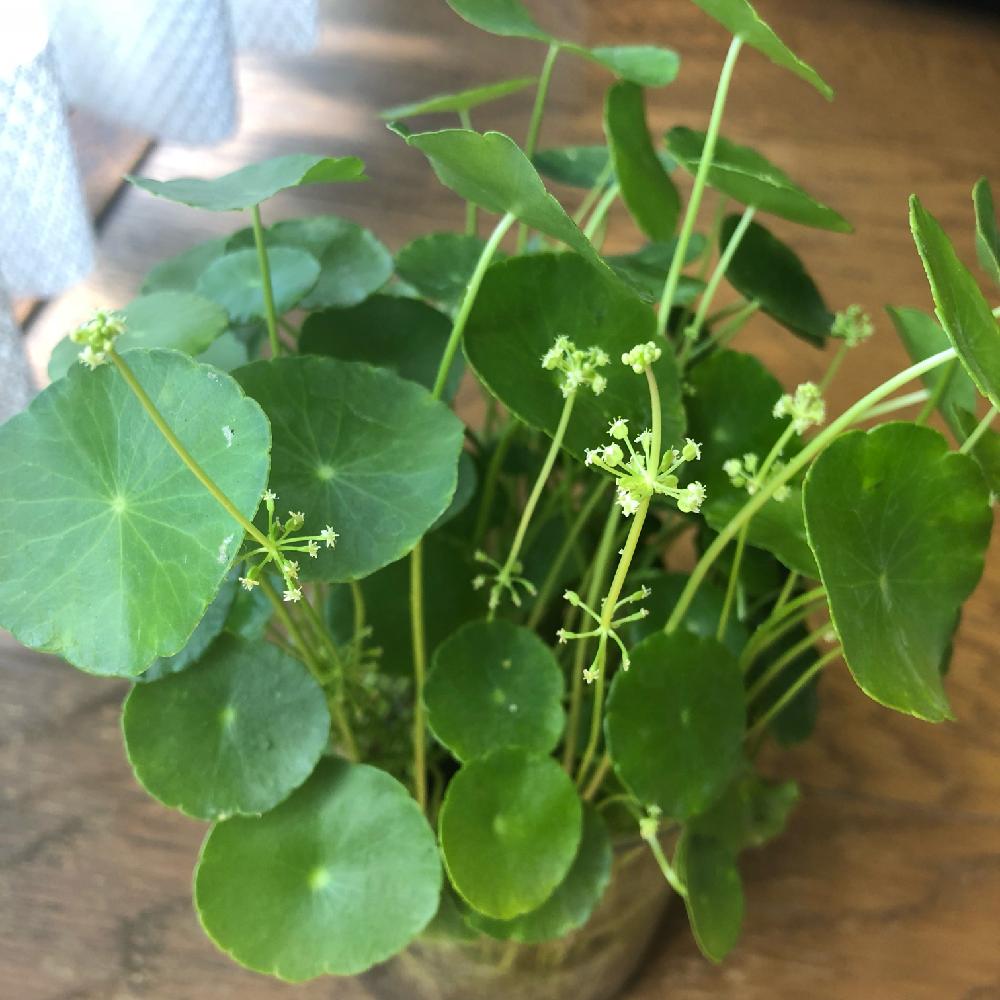 ウォーターマッシュルームの花の投稿画像 By Boesukeさん 窓辺とバルコニストと水生植物ウォーターマッシュルームとウォーターマッシュルーム と ウォーターマッシュルームが花咲くとバルコニストと水生植物ウォーターマッシュルームとウォーターマッシュルーム と ウォーターマッシュルームの花の投稿画像 By Boesukeさん 窓辺とバルコニストと水生植物ウォーターマッシュルームとウォーターマッシュルーム と ウォーターマッシュルームが花咲くとバルコニストと水生植物ウォーターマッシュルームとウォーターマッシュルーム と