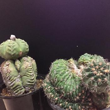 鸞宝玉の投稿画像一覧 Greensnap グリーンスナップ