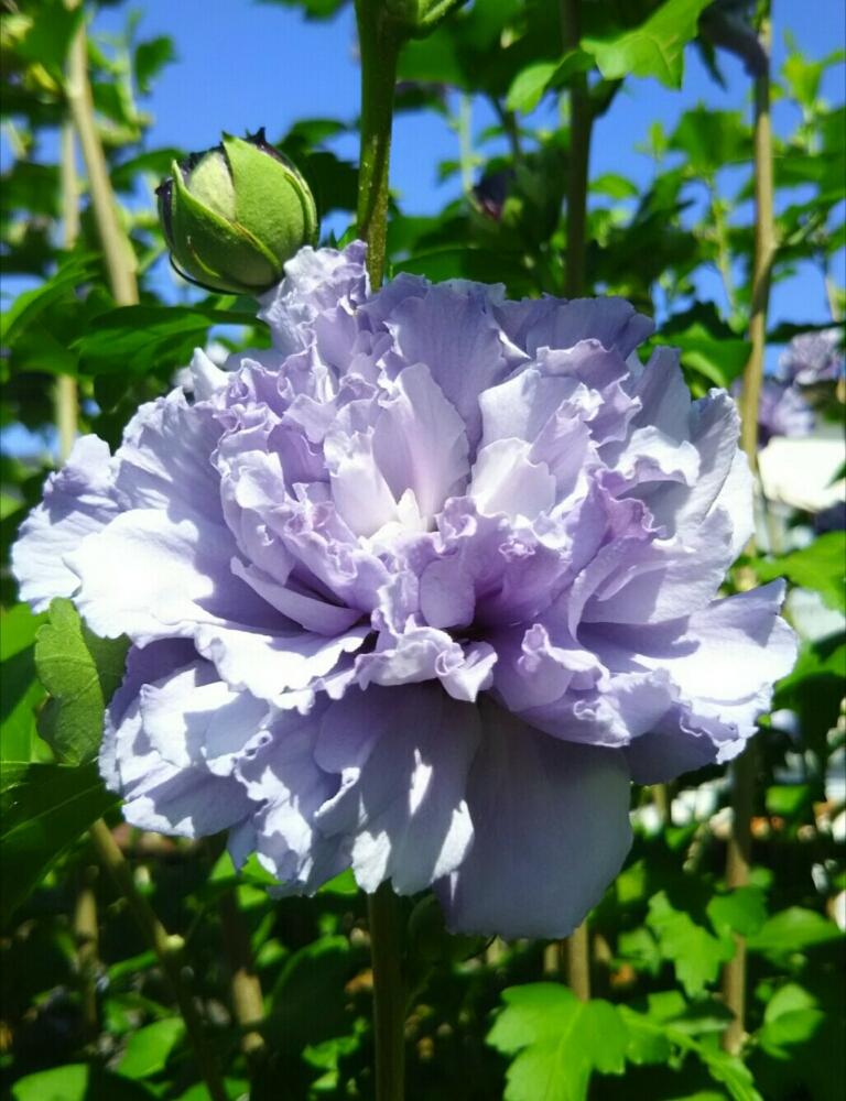ムクゲの投稿画像 By あおぞらさん ご近所さんと花木と紫色の花と夏の花と緑のある暮らしと八重咲きと花のある暮らし 18月7月 31日 Greensnap グリーンスナップ