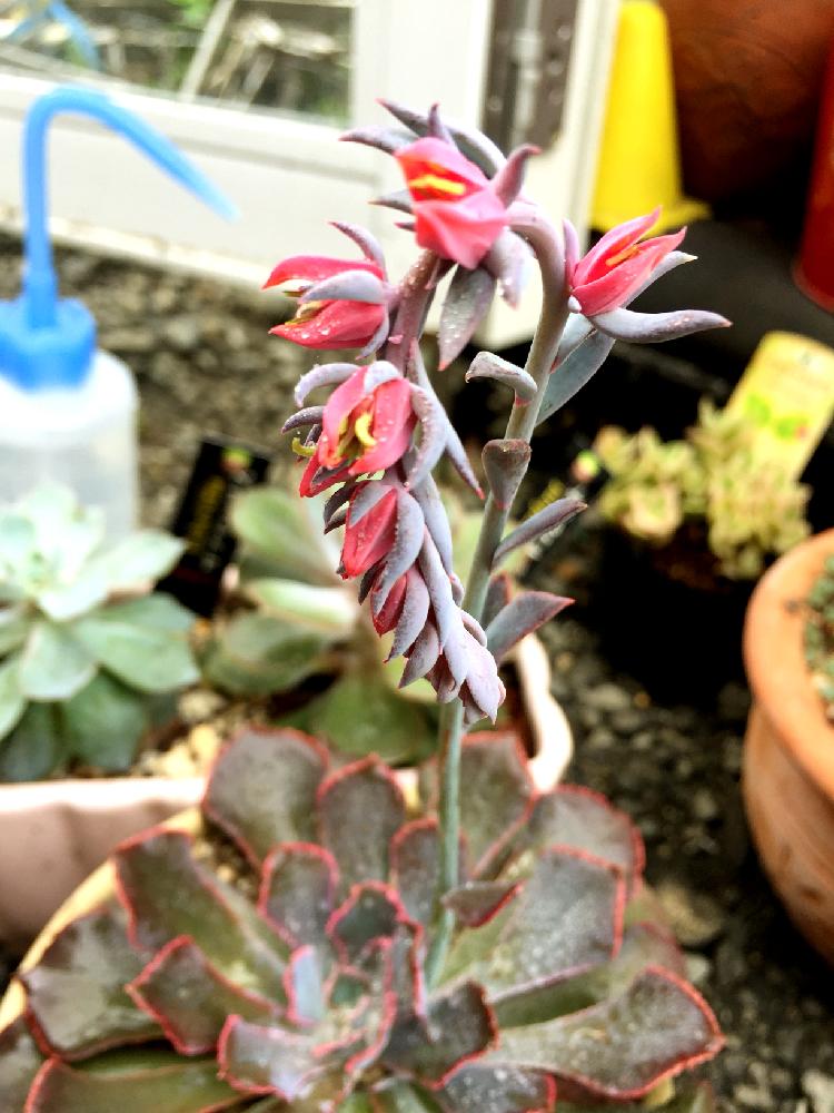 ピンクフリルの投稿画像 By かずさん 多肉植物とgs映えとエケベリア属と多肉植物とサボテンとタニラーと可愛いと花のある暮らしとタニク初心者とバルコニスト 18月7月31日 Greensnap グリーンスナップ