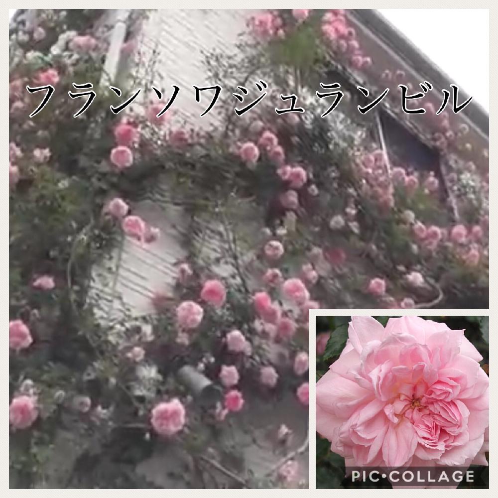 ランブラー ローズの投稿画像 By 薔薇の初心者教室 How To Grow Organic Roseさん つるバラ フランソワジュランビルとつるバラと薔薇のお手入れとbeginner Rose Lessonとお花ある暮らしと新米ロザリアンと薔薇の夏バテと薔薇を楽しむと無農薬と夏バテさせない工夫と