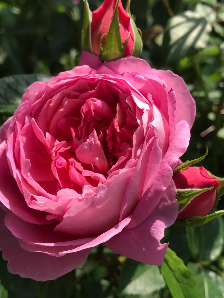 バラ ラデュレの投稿画像 By Vogelさん ばら バラ 薔薇とつるバラとギヨーと地植え 18月7月31日 Greensnap グリーンスナップ