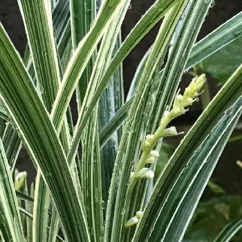 リュウノヒゲ スノードラゴンの投稿画像一覧 Greensnap グリーンスナップ