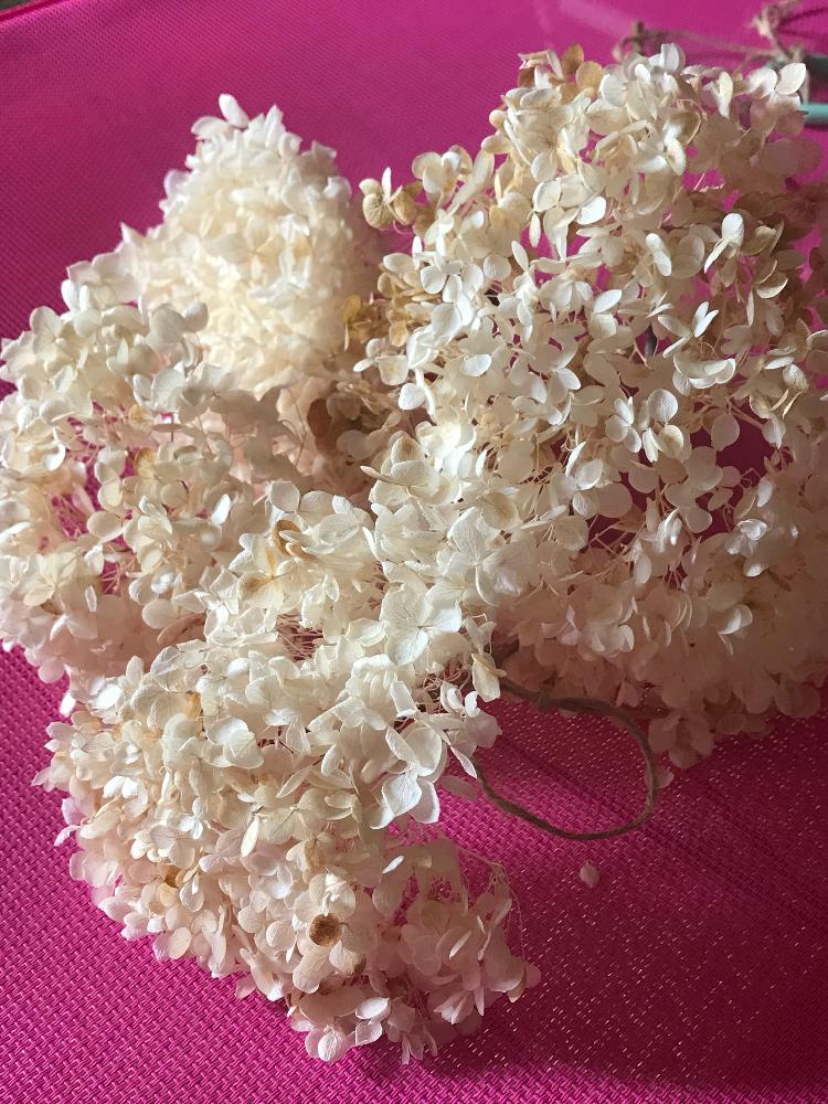 アナベル漂白の投稿画像 By ミモザさん 今日も猛暑とドライフラワーとアナベル とgs映えと花のある暮らし 18月7月31日 Greensnap グリーンスナップ