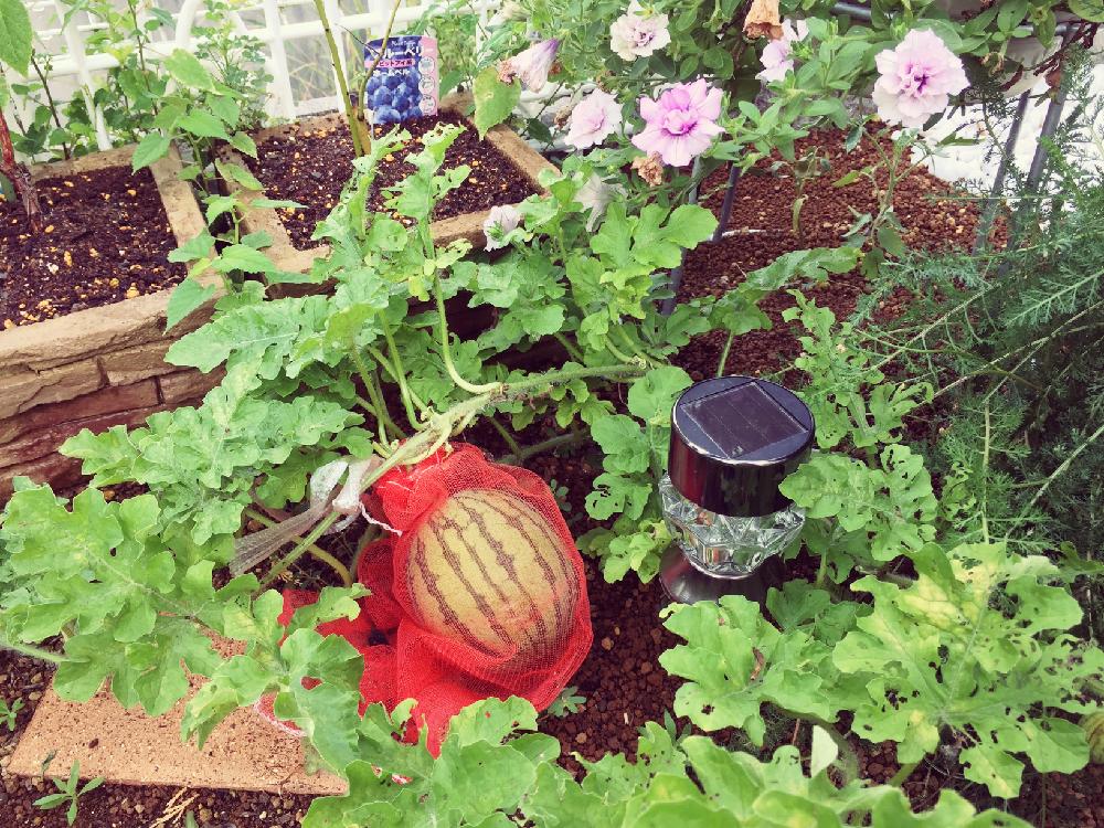 家庭菜園奮闘日記の投稿画像 By Mahiro227さん 花のある暮らしと大玉 スイカと私の小さな花壇 18月7月31日 Greensnap グリーンスナップ