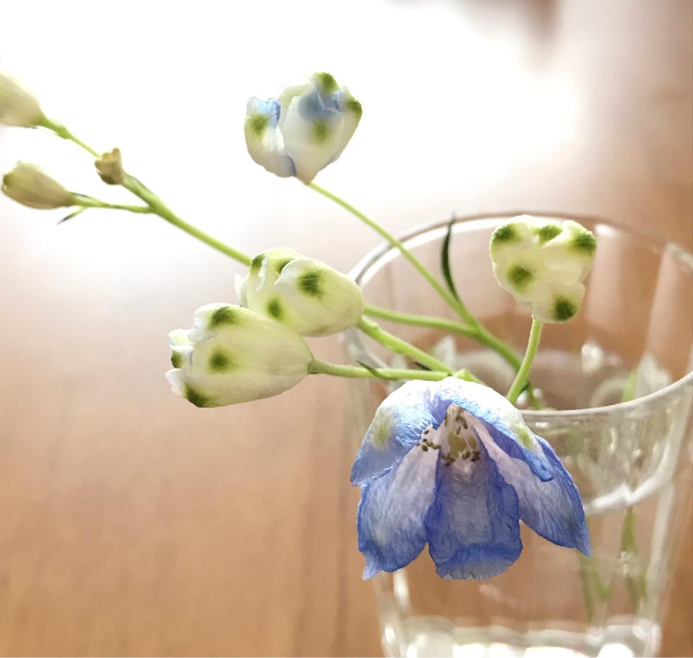 デルフィニウムの投稿画像 By Kukkaさん 涼しげと投げ入れと 私に花を 暮らしに華を コンテストと切り花を楽しむと青い花と花のある暮らしとブルーの 花とかわいいな 18月7月31日 Greensnap グリーンスナップ