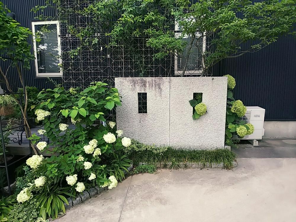 アナベルの投稿画像 By Jolさん ノリウツギ ライムライトとエントランス とホワイトガーデンと花のある暮らしと地味だけど好きとアジサイ 18月7月31日 Greensnap グリーンスナップ