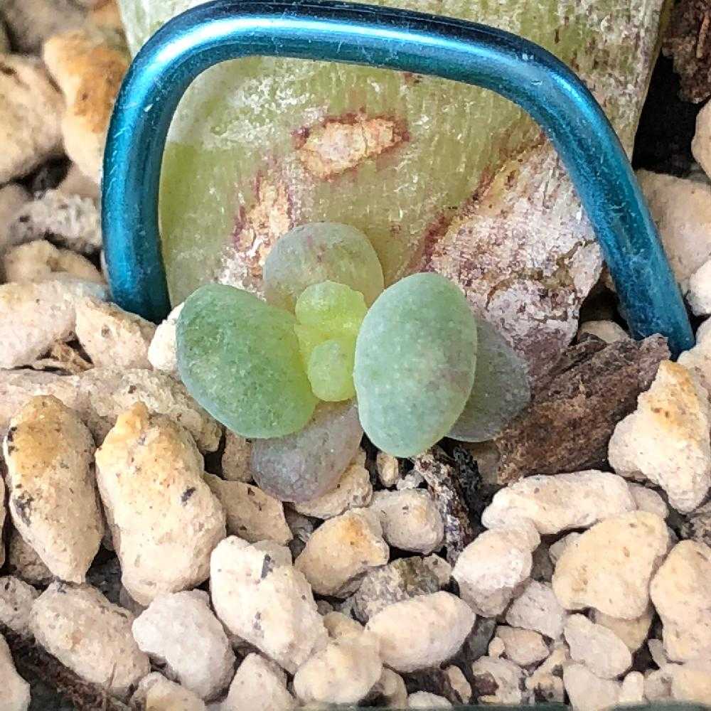 モンロー 葉挿し成長記 色素変異個体⁇｜🍀GreenSnap（グリーン