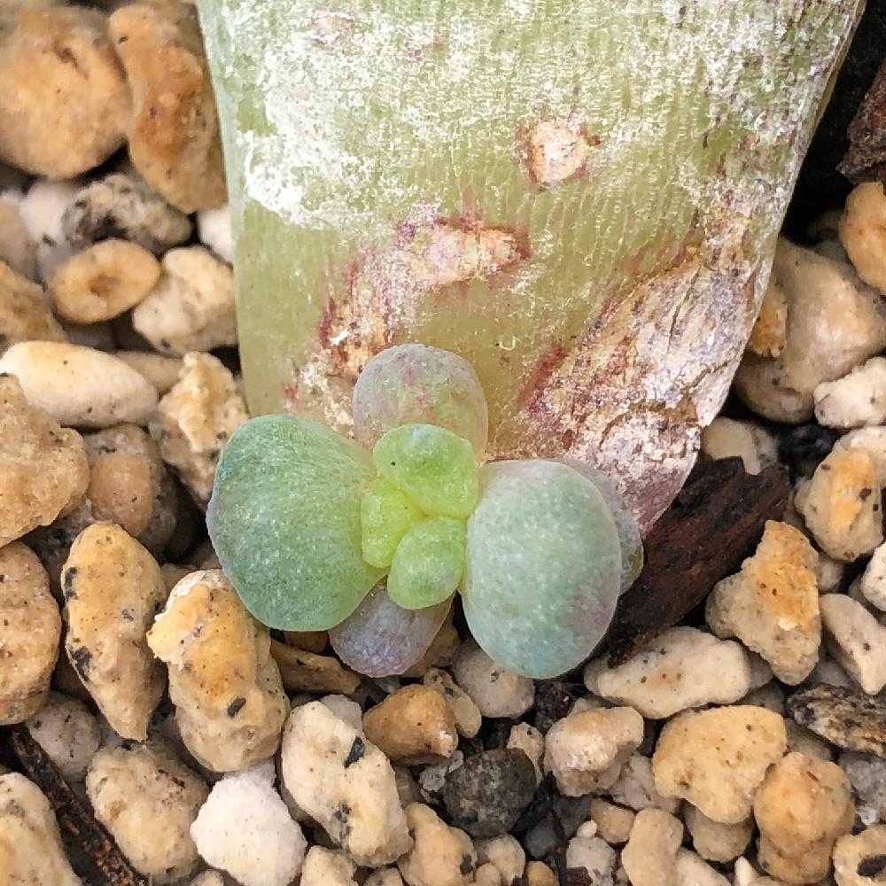 モンロー 葉挿し成長記 色素変異個体⁇｜🍀GreenSnap（グリーン