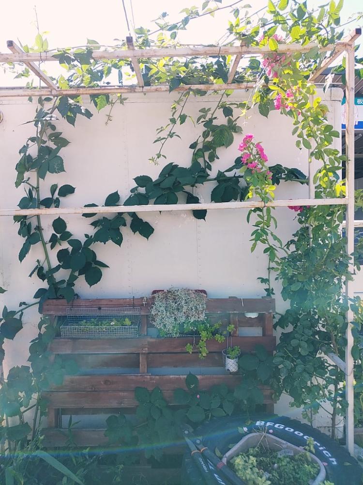 夏雪草の投稿画像 By ひろpongさん バラとブラックベリーとパレットガーデニングdiyと自己流と仕事場と花のある暮らしと車屋さんとタイヤガーデン 18月7月31日 Greensnap グリーンスナップ