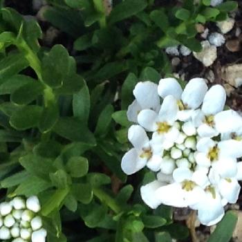 『きれいに咲いた！』コンテストの画像 by emiさん | 小さな庭とイベリスと『きれいに咲いた！』コンテストと『私に花を、暮らしに華を』コンテストと花のある暮らしと北海道と札幌