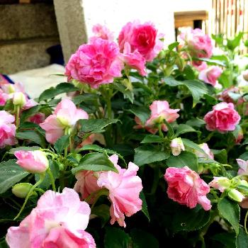 『きれいに咲いた！』コンテストの画像 by ちーさん | 『きれいに咲いた！』コンテストと花中毒と鉢植えと花のある暮らしとガーディニング