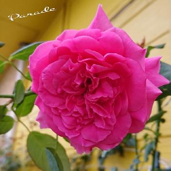 『きれいに咲いた！』コンテストの画像 by ＹＵＭＩＫＯさん | 小さな庭とスマホ撮影と薔薇愛同盟と2018  Yumiko's garden薔薇と『きれいに咲いた！』コンテストと花が好き❤と薔薇に魅せられてとつるバラと植中毒と薔薇パレードと薔薇が好き❤と花のある暮らしと地植え