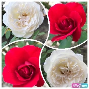 ただいま！の画像 by Angela350さん | 広い庭とフレグラントメモリーズと赤い薔薇とお久しぶりとあかいろとバラと暮らすとつぼみ好きとただいま！と大輪の花と薔薇 ほほえみと笑顔がいちばんとばら 薔薇 バラと華麗なお花とかわいい花