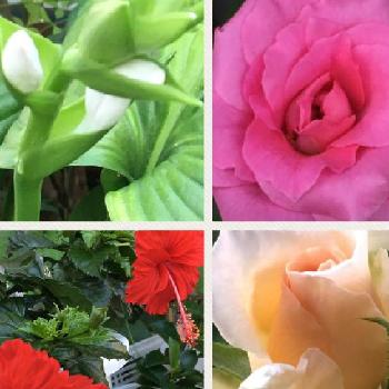 『きれいに咲いた！』コンテストの画像 by 花が好きさん | 小さな庭とギボウシ（ホスタ）の花とハイビスカス ヘップバーンホワイトとローズうららＴＭ（旧名うらら）とポーチュラカ マジカルキューティーと薔薇デスティニーといつも笑顔で〜〜♡と薔薇愛同盟と『きれいに咲いた！』コンテストとありがとう♡と花のある世界♡ととても癒される♡とガーデニングと薔薇が好きです♡と花のある暮らしと花が好きです♡♡♡と可愛いね♡