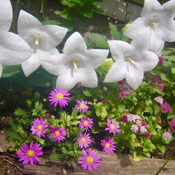 『きれいに咲いた！』コンテストの画像 by yokoさん | 小さな庭と桔梗とブラキカムとアゲラタムと『きれいに咲いた！』コンテストと7月と嬉しいと癒しと夏の花と植中毒とナチュラルと風景と花のある暮らしと白い花と紫の花と台風鎮静化