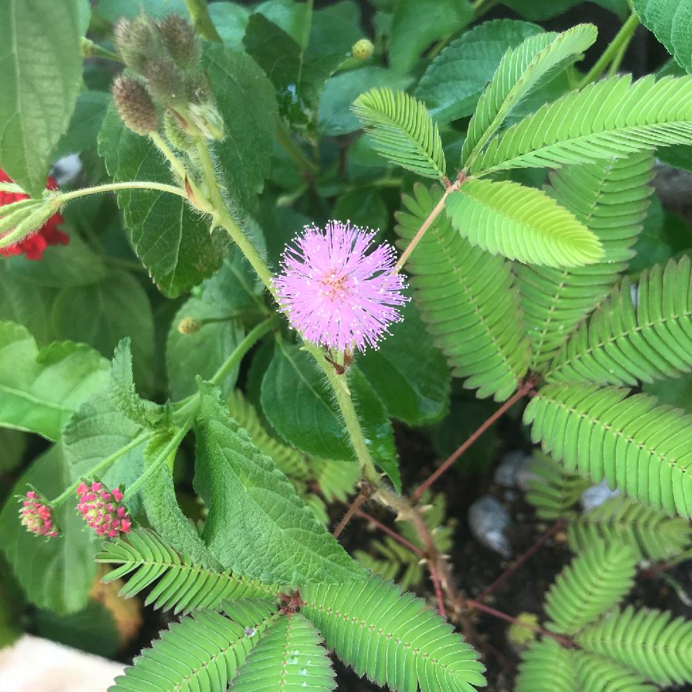 オジギソウの投稿画像 By Aoiさん 今日の１枚と今日のお花と花のある暮らしと地植えと忘れた頃にgs 18月7月31日 Greensnap グリーンスナップ