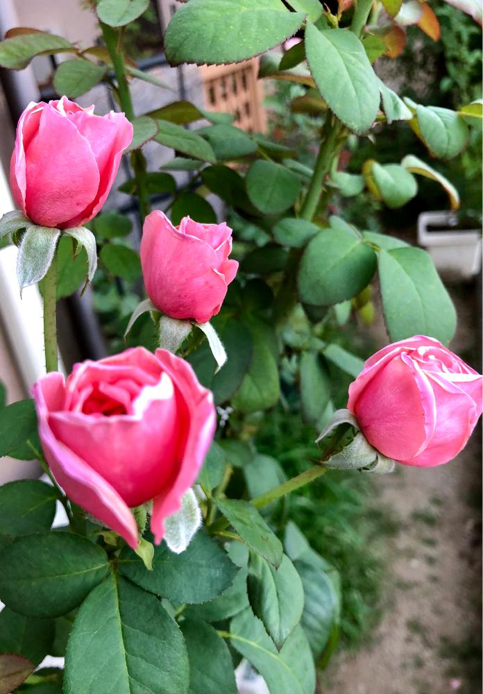 バラ アライブの投稿画像 By トニーニョさん バルコニー ベランダとばら バラ 薔薇と薔薇に魅せられてと花のある暮らしと薔薇 とばら 薔薇 バラとバラ ミニバラとロザリアンとバルコニストとばら バラ 薔薇と薔薇に魅せられてと花のある暮らしと薔薇 とばら 薔薇 バラ