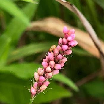 イヌタデ 赤まんまの投稿画像一覧 Greensnap グリーンスナップ