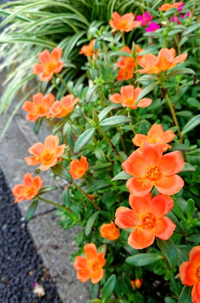 鮮やかなの投稿画像 By Blankaさん オレンジ色の花とお散歩道と可愛い花と花のある暮らしと小さな花 18月8月1日 Greensnap グリーンスナップ