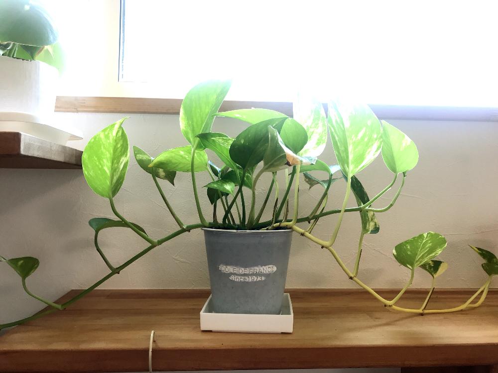 ポトスの投稿画像 By みぃさん 成長記録と観葉植物 18月8月1日 Greensnap グリーンスナップ