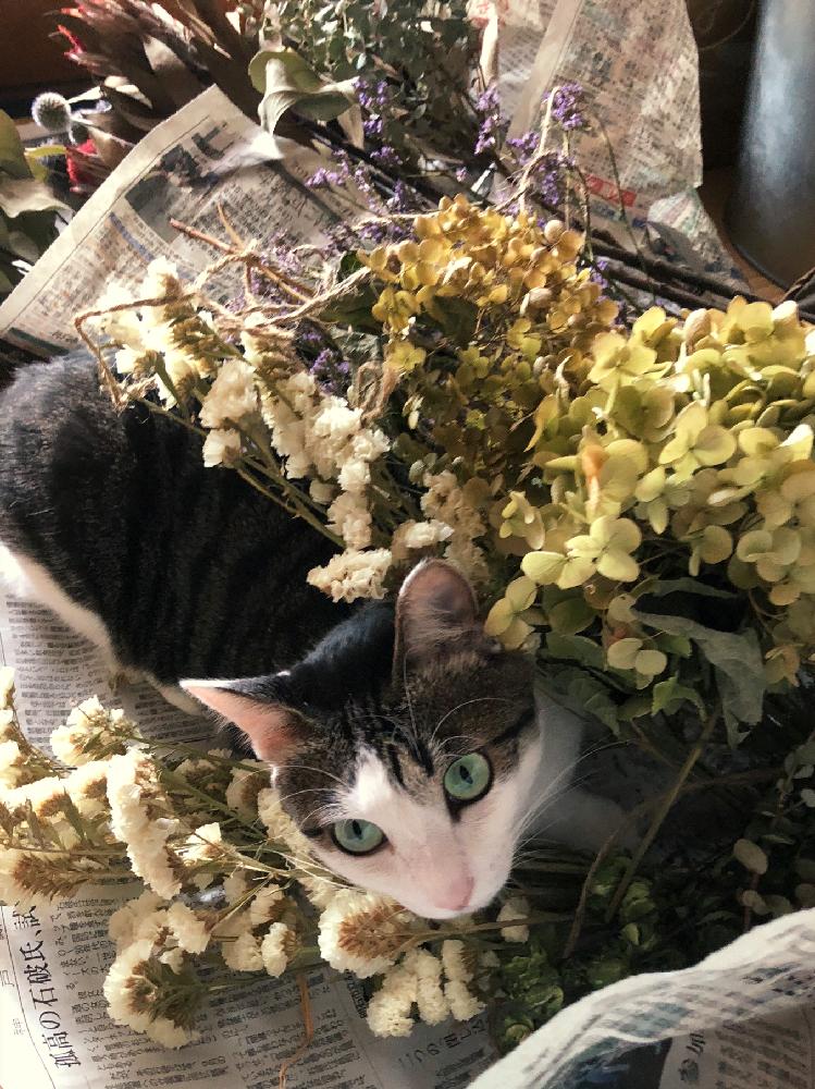 ネコのいる暮らしの投稿画像 by つかじさん｜ドライフラワーとネコ好き 