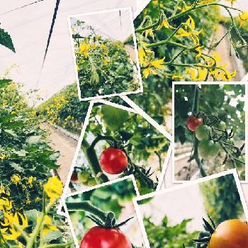 ミニトマト花の投稿画像一覧 Greensnap グリーンスナップ