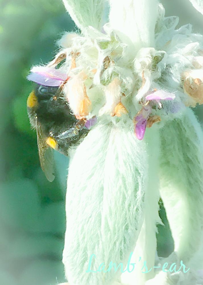 ラムズイヤーの投稿画像 By Masa Kさん ワタチョロギと昆虫と植物と旭川と北彩都ガーデンと接写シリーズと北海道と紫の花とiphone撮影 18月8月2日 Greensnap グリーンスナップ