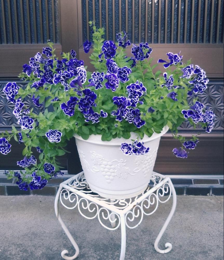 ペチュニア 花衣 藍染の投稿画像 By ひよこさん ペチュニア花衣 藍染と豪華とありがとう と 私に花を 暮らしに華を コンテストとgs映えと植物だいすきと大好きと青い花と成長中ときれいと植中毒と元気もらえると可愛い とうれしい ともりもりと可愛いと花のある