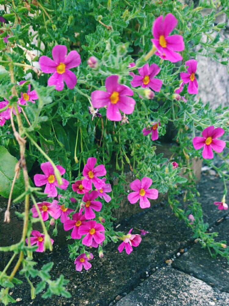 ピンクの花の投稿画像 By くっかぷうさん 名前を教えてくださいとピンクのお花と名前がわかりません と花のある暮らしとお花のある生活 18月8月2日 Greensnap グリーンスナップ