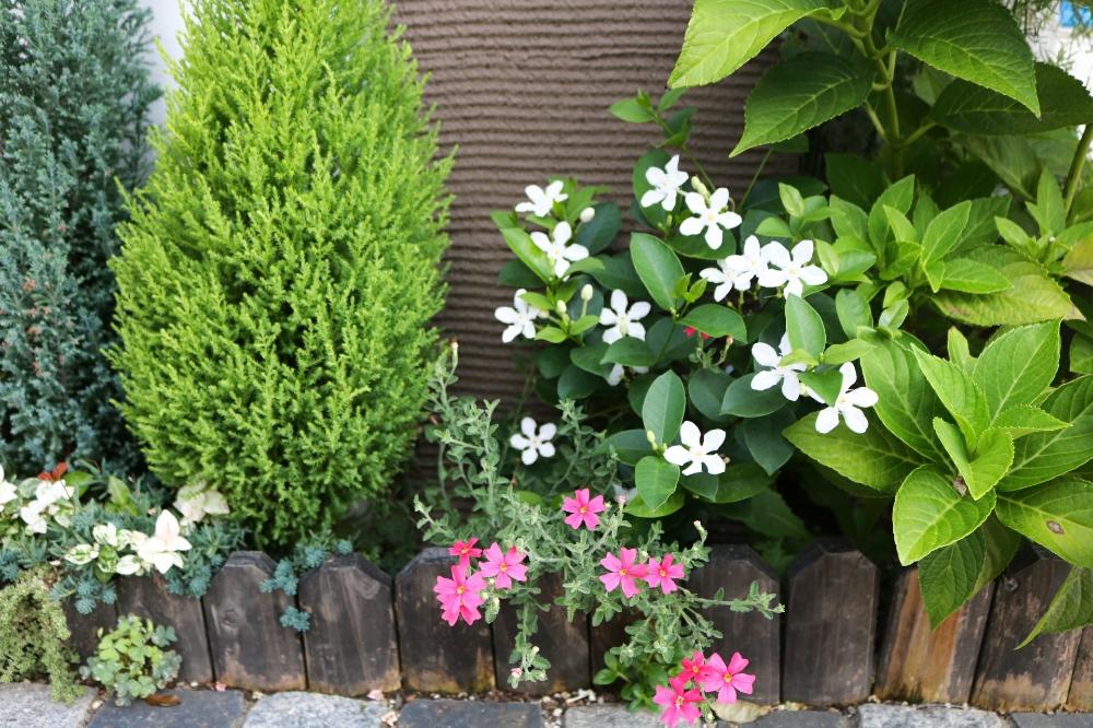 サンブリテニアの投稿画像 By Miyabinecoさん セイロンライティアと夏に咲く花と我が家の花壇とガーデニングと花のある暮らしと白い花 18月8月2日 Greensnap グリーンスナップ