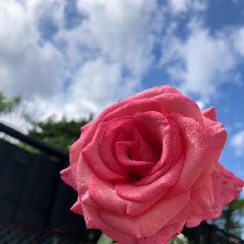 アロマテラピー 薔薇の投稿画像一覧 Greensnap グリーンスナップ