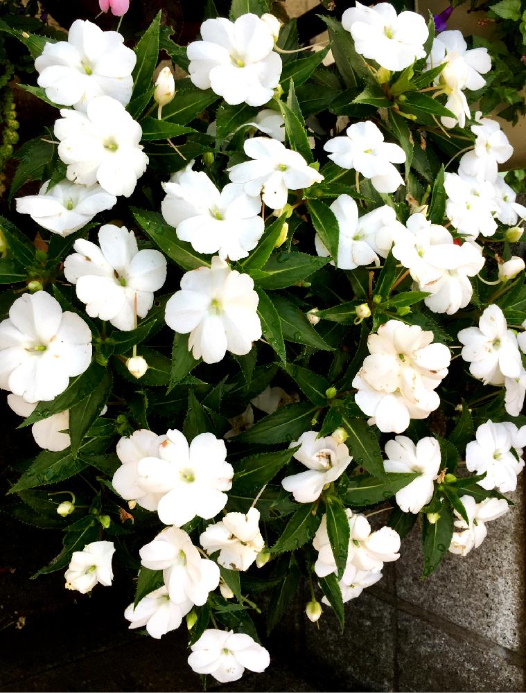 サンパチェンスの花の投稿画像 By ちーさん 庭の花と 私に花を 暮らしに華を コンテストと夏の花と花中毒と鉢植えと花のある暮らしと白い花とガーディニング 18月8月2日 Greensnap グリーンスナップ