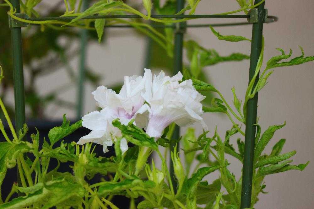 変化朝顔展示会と超大輪朝顔展 Greensnap グリーンスナップ