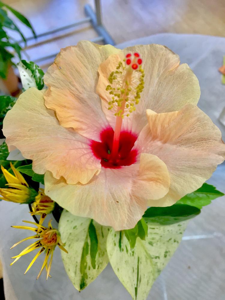 インテリアの投稿画像 By はなしーずさん 花のある暮らしと自己流と切り花と ハイビスカスと花のある暮らしと自己流と切り花と ハイビスカス 18月8月2日 Greensnap グリーンスナップ Greensnap グリーンスナップ