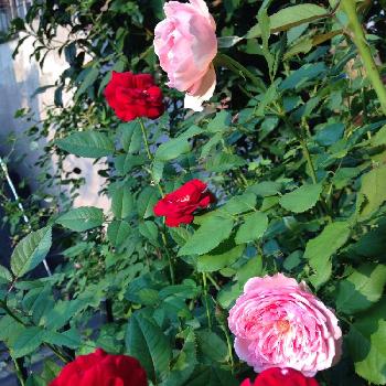 バラ ディープボルドーの画像 by エリカさん | 小さな庭と香りが素晴らしいとバラ ディープボルドーとさいた✨と薔薇愛同盟と薔薇ラブ❤️と☆薔薇 ローズポンパドゥールと花のある暮らしと加工なしとデルバールローズ