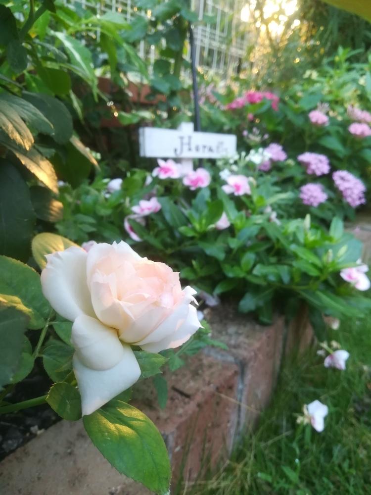 ペンタスの投稿画像 By Puttinさん ニチニチソウとステファニーグッテンベルグとばら バラ 薔薇と手作りの庭とマイガーデンと我が家の花壇とガーデニングと花のある暮らしとバラの地植えとローズガーデンとロザリアン 18月8月3日 Greensnap グリーンスナップ