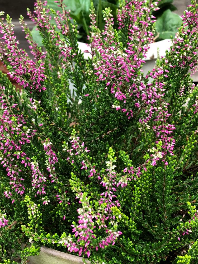 カルーナの投稿画像 By ウマさんさん 広い庭と花のある暮らしと花のある暮らし 18月8月3日 Greensnap グリーンスナップ Greensnap グリーンスナップ