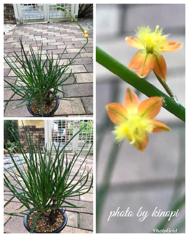 ブルビネ フルテスケンス ハナアロエ の投稿画像 By キノピーさん 花咲いたと埼玉ンズ倶楽部とダルマん出動と今日の一枚とタニラーとゆるキャラ倶楽部と朝のタニパト 18月8月3日 Greensnap グリーンスナップ