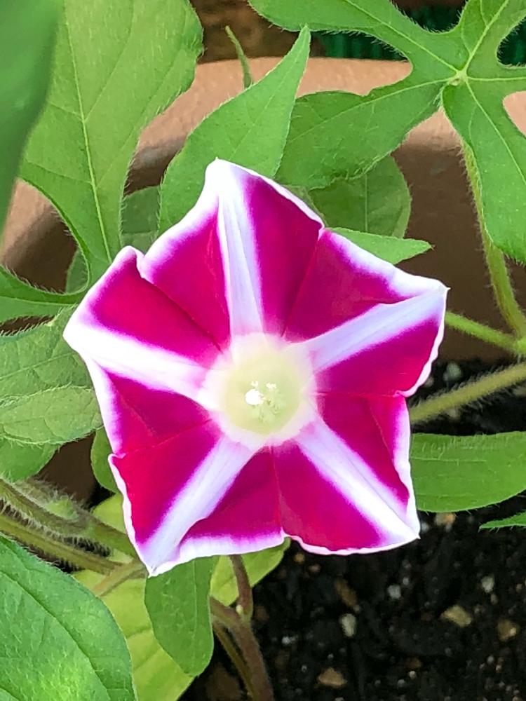 終日咲きあさがおの投稿画像 By せっちゃんばぁばさん たねからの幸せとぶきっちょガーデナーと節約ガーデナーと可愛い とズボラガーデナーと夏の定番と花のある暮らしと毎日汗だくとやっと咲いた と ダイソー種 18月8月3日 Greensnap グリーンスナップ