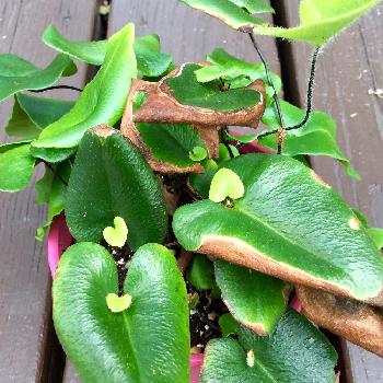 ハートファンの投稿画像一覧 Greensnap グリーンスナップ