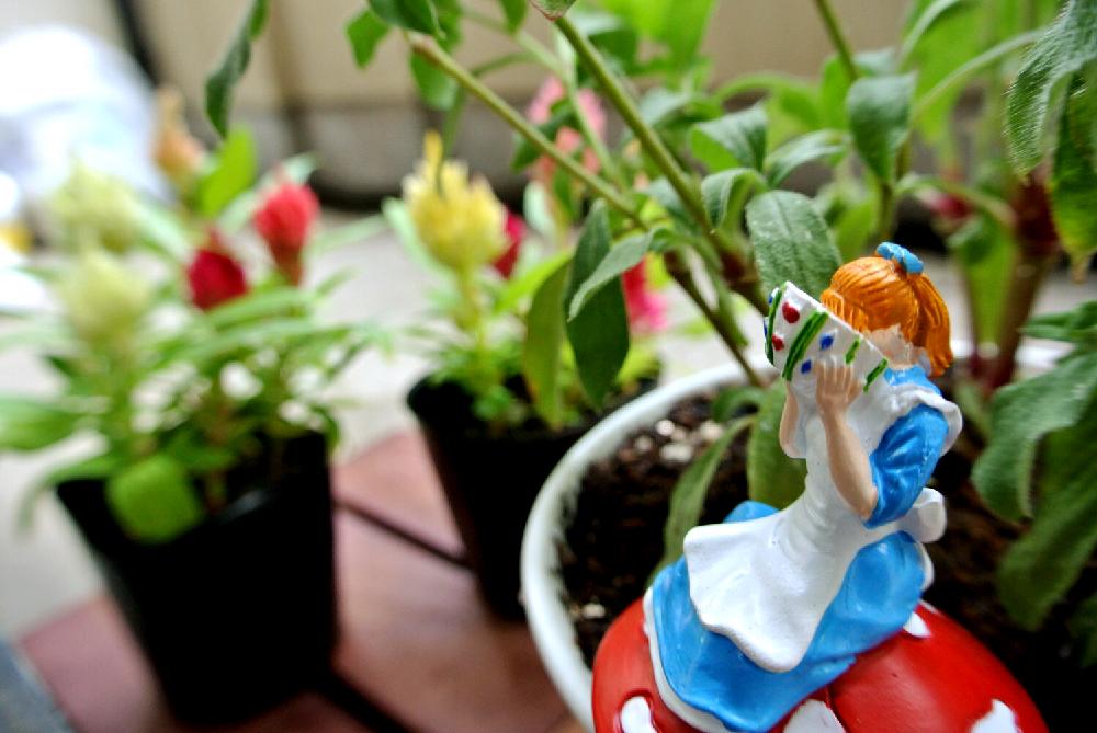 ケイトウの投稿画像 By こけしさん 初心者と花のある暮らしと100均アレンジ 18月8月3日 Greensnap グリーンスナップ