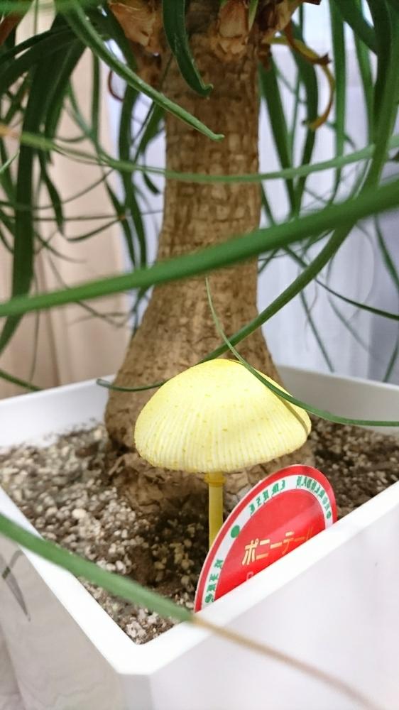 初心者ですの投稿画像 By 西やんさん 観葉植物と植物のある暮らしと葉っぱ好き とキノコ生える と大好きとポニーテールとマイペースと トックリランと相談と可愛いと自由投稿と心配 18月8月3日 Greensnap グリーンスナップ