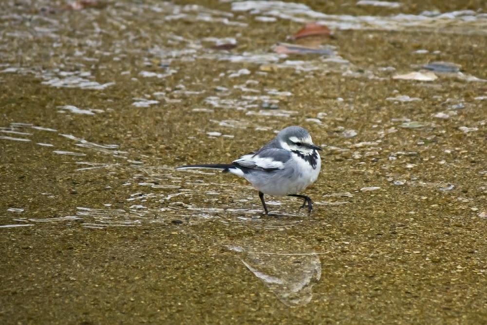 水辺の風景の投稿画像 By Otoさん 猛暑に負けないとハクセキレイと暑い季節と水の中と野鳥のいる景色とセキレイ仲間 18月8月3日 Greensnap グリーンスナップ