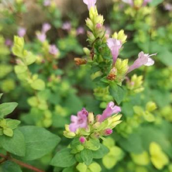 オレガノノートンズゴールドの投稿画像一覧 Greensnap グリーンスナップ