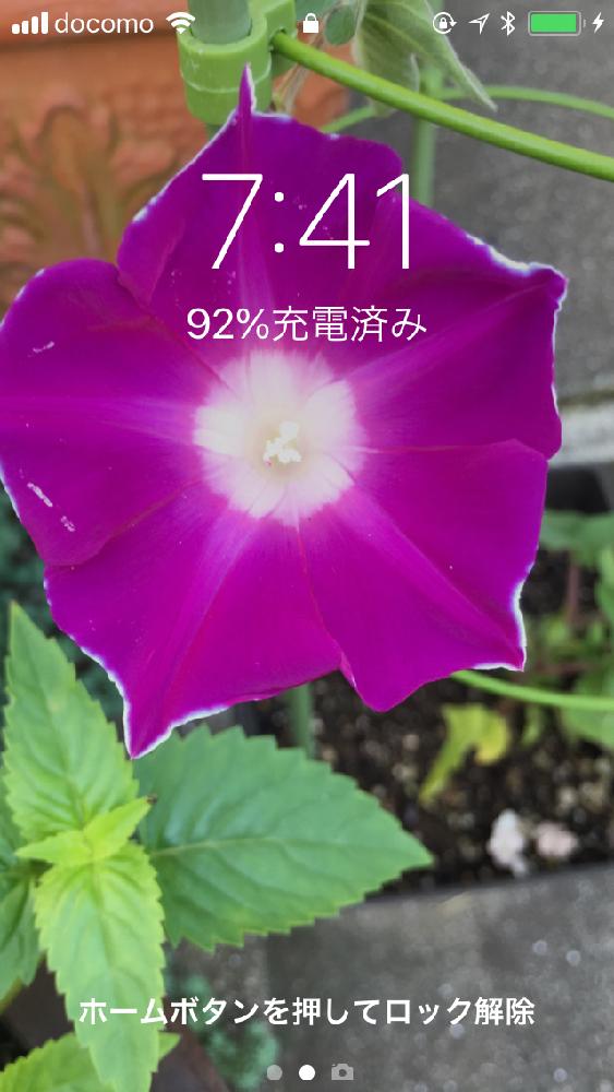 千葉県の投稿画像 By Toshi0111さん 今日の一枚 と壁紙祭りとgs映えとgs日和と桔梗咲朝顔とキュンキュン乙女倶楽部no154と８月の花と花のある暮らしと頑張れ えっこ 18月8月4日 Greensnap グリーンスナップ