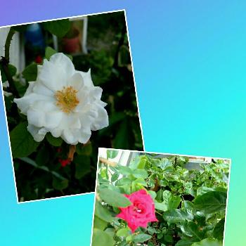 フラウカールドルシュキの投稿画像一覧 Greensnap グリーンスナップ