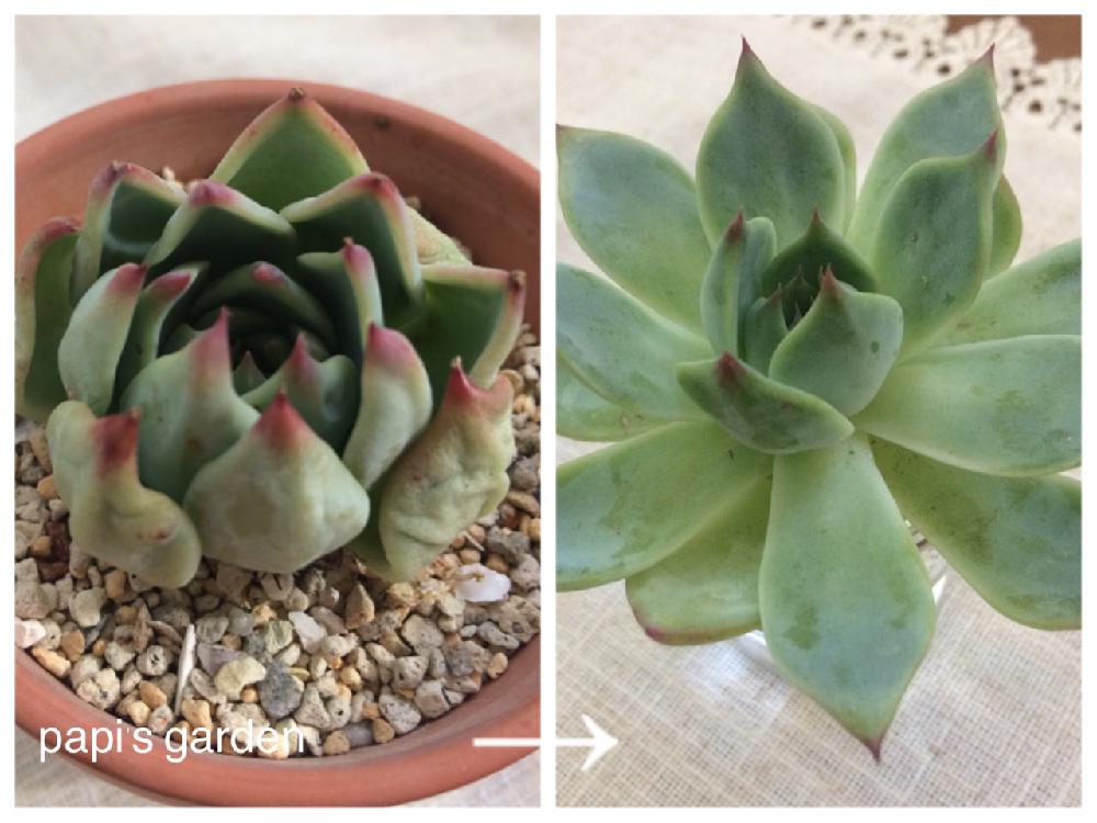 化合物朝観光に行く多肉植物桃太郎水耕栽培 Lifestep Jp