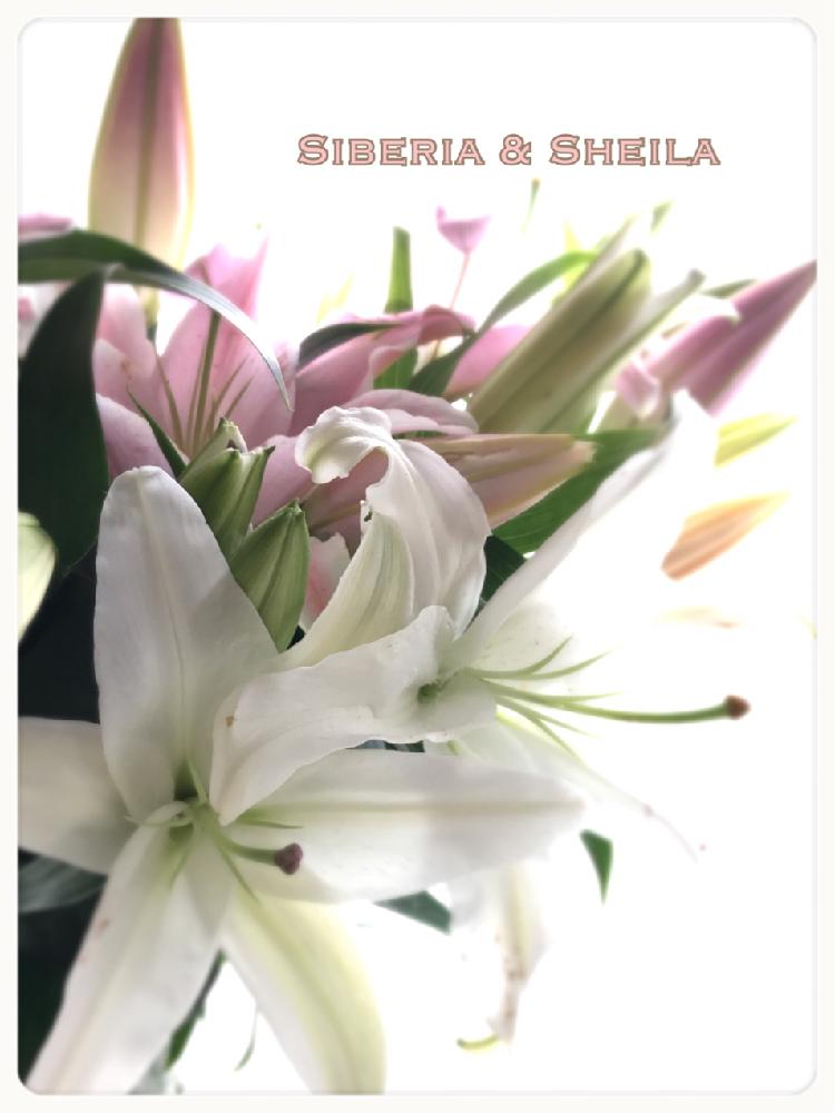 花のある暮らしの投稿画像 By まるちゃんさん 百合 シベリアとシーラ 18月8月4日 Greensnap グリーンスナップ